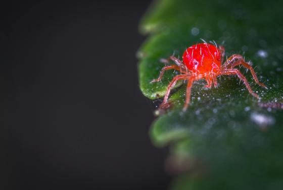how to spot spider mites