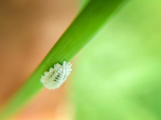 how to get rid of mealybugs