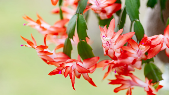 cactus de navidad como cuidar