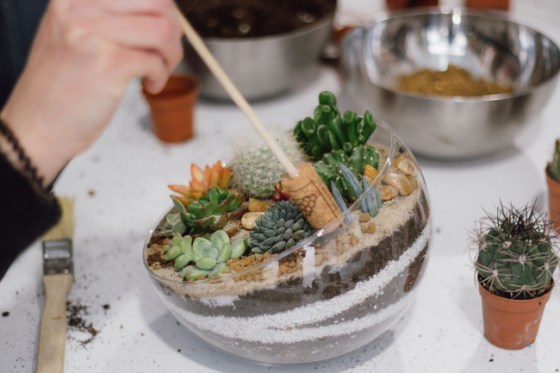 desert terrario planteka