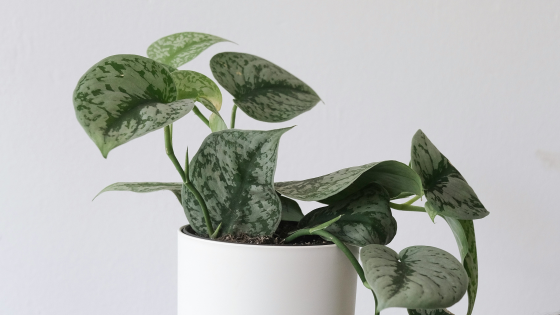 cuales son plantas ornamentales