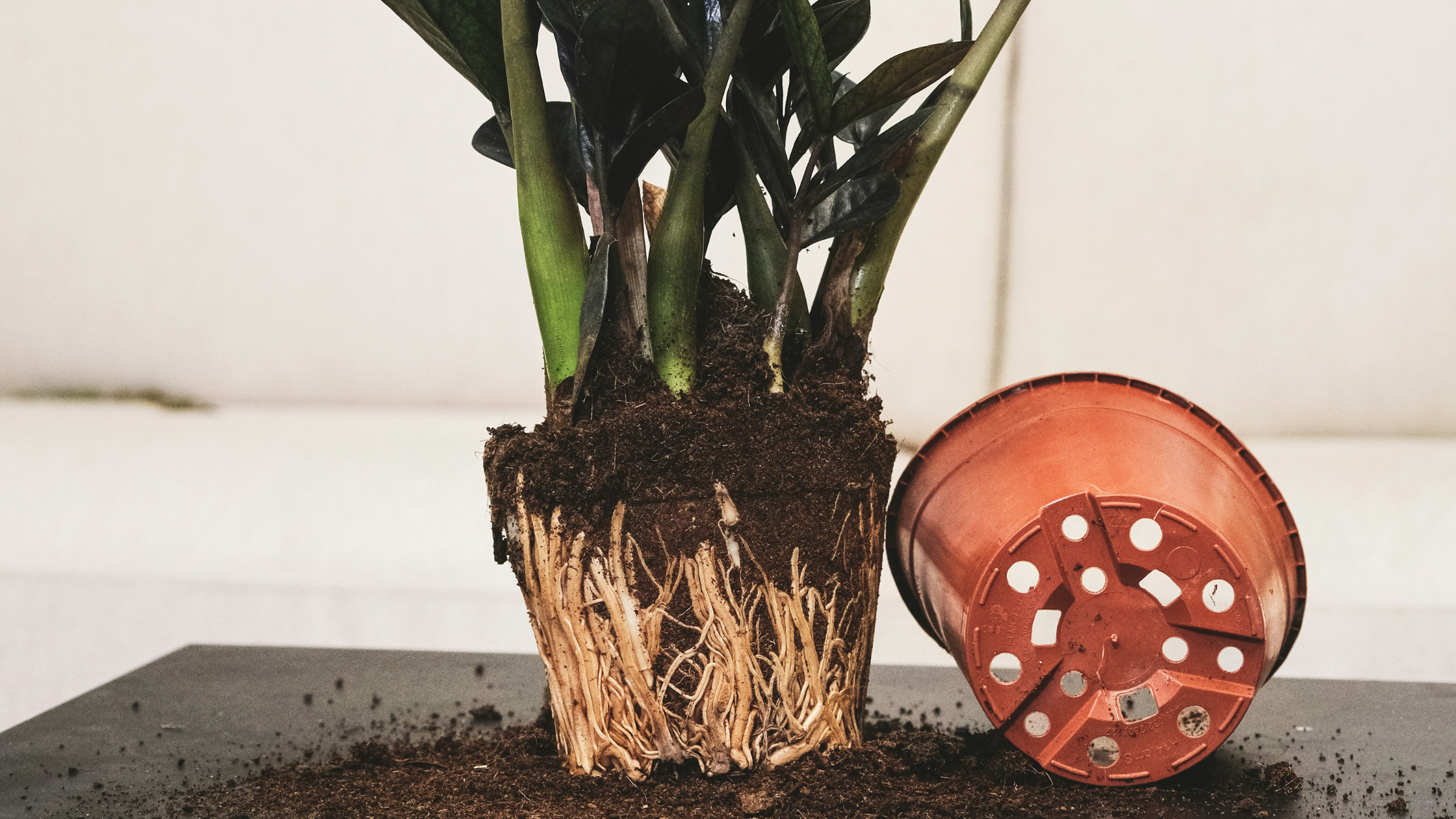 how to repot plants correctly, how to know when the plant needs a new pot, do i need to transplant my plant or not